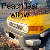 peachleaf willow demos