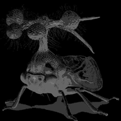 There's no name of bocydium's fucked up demo