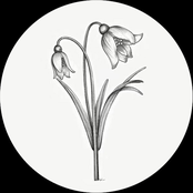 Fleur d'Hiver