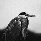 If We Could Still Be Saved