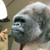 Dentist Ape