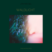 Waldlicht