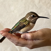 In The Evening Light