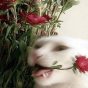 I WANNA ROT IN YOUR ARMS NOW