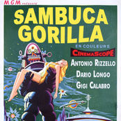 sambuca gorilla