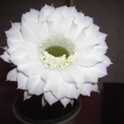 KeyboardGuitar (demo)