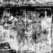 Surdr/Seagull Overseas Split