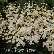 the elder tree