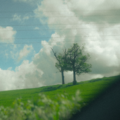 árboles desde ahí abajo