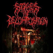 Stages of Decomposition