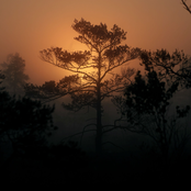 Golden Leaves (Sarah Watson Rework)