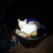 Another Sleep Deprived Call For Attention? Really ?