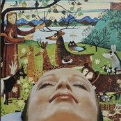 Walking Through the Forest