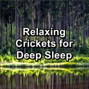 Relaxing Crickets for Deep Sleep