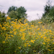 away with the fairies