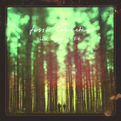 Wolves by Fossil Collective