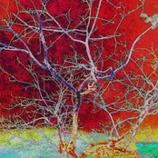 Sabedoria dos Ignorantes