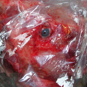 Predestined for hell