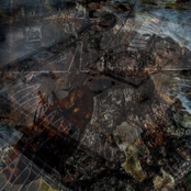 Of the Order Blattodea