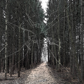 Tallest Trees, Highest Branches