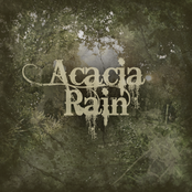 Acacia Rain