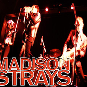 madison strays