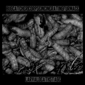 Larval Death Stage