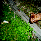 Renaissance Sound (EP)