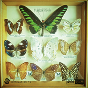Butterflies Of Malaysia by Space Dimension Controller