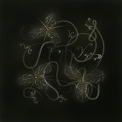 Black Is The Color Of My True Love's Hair