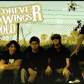 forever wings fold