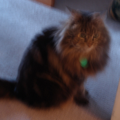 Let's Hear it for the Vague Blur