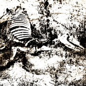 Rotting