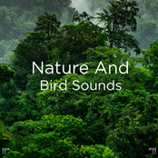 !!" Nature And Bird Sounds "!!