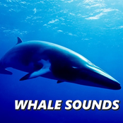Whale Sounds