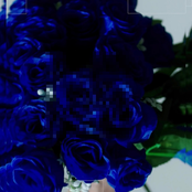 Rose On A Stone (1-800 GIRLS remix)