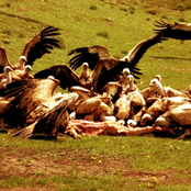 Tibetan Sky Burials