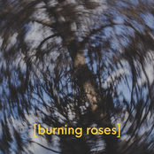 burning roses