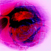 Lunatic Scum Division