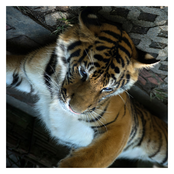 banana dream (floating)