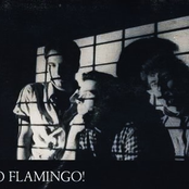 go flamingo!