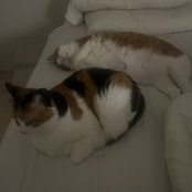 Cat Tornado Rampage THE MIXTAPE