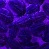 Trilobite Feeding Frenzy