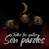 Todos los Gatos Son Pardos