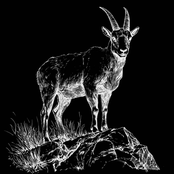 Ibex Riddim