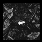 i felt a funeral, in my brain