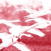 Your Tears (Harmon Remix)