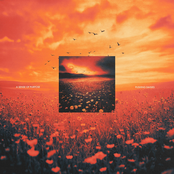 A Sense Of Purpose: Pushing Daisies