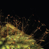 Location Recordings: O'ahu