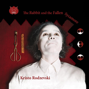 The Rabbit and the Fallen Sycamore